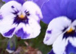 Viola - small flowered.